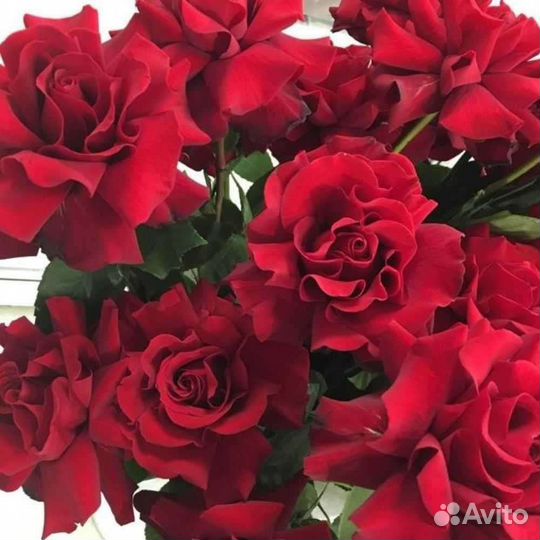 Чайно гибридные розы