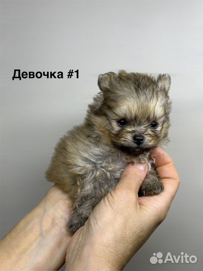 Шикарные щенки померанского шпица