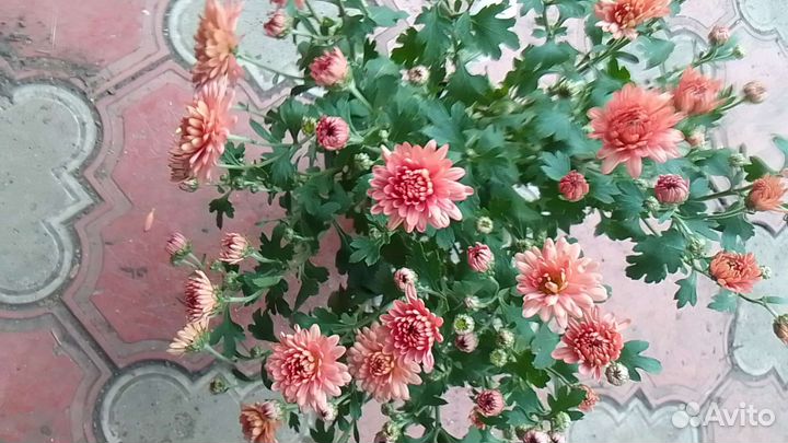 Хризантема многолетняя мультифлора