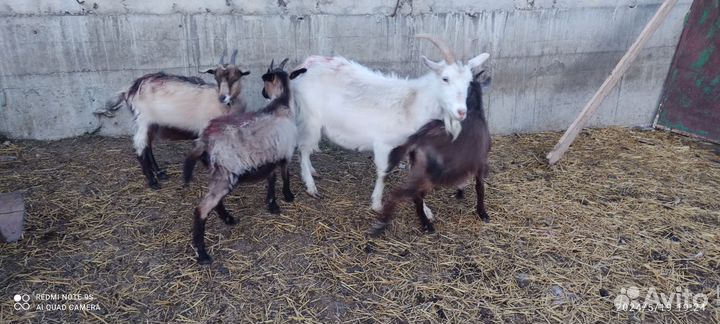 Бычки быки телки козы козлята