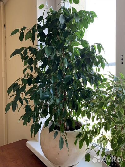 Фикус бенджамина большой