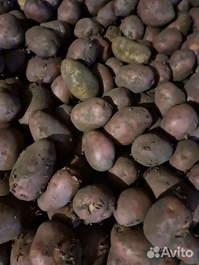 Продам картофель