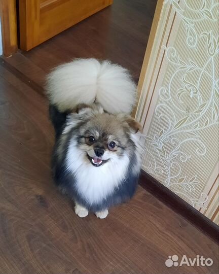 Немецкий шпиц вязка кобель