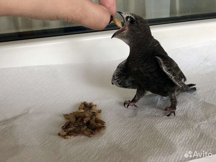 Корм для стрижей