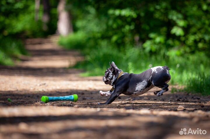 Гостиница для собак передержка