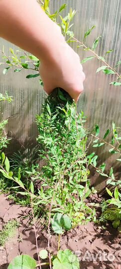 Спирея серая