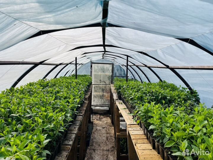 Гортензия метельчатая саженцы