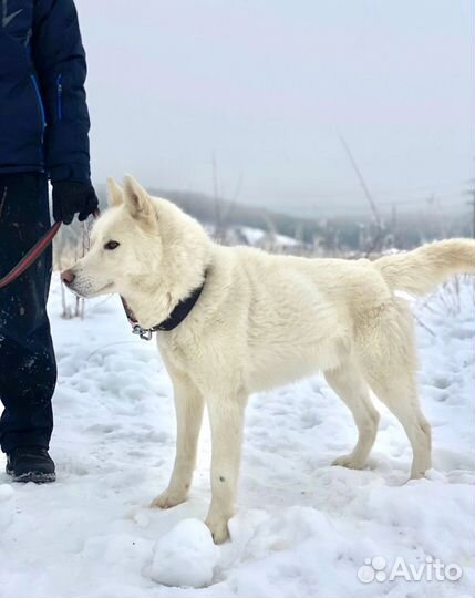 Собака в добрые руки. хаски