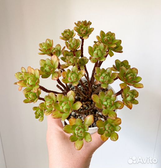 Комнатные растения 1 часть