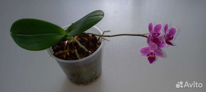 Орхидея фаленопсис мини