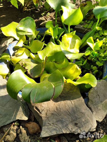 Водяной гиацинт