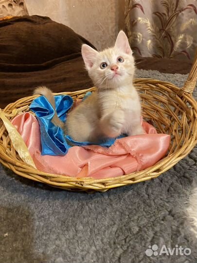 Котята в добрые руки даром