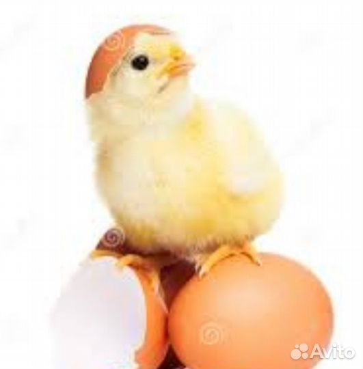 Разнорабочий