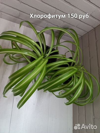 Хлорофитум кудрявый