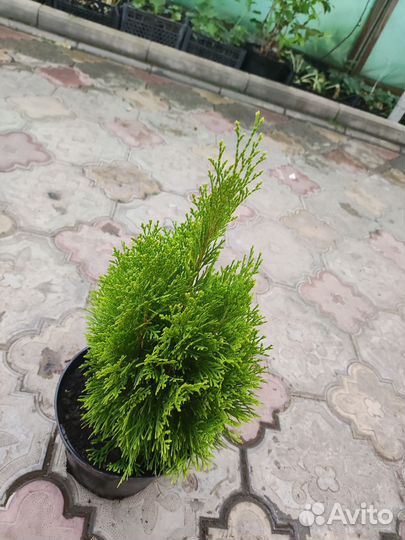 Можжевельник