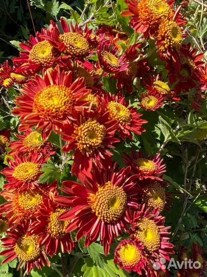 Хризантема кустовая саженцы