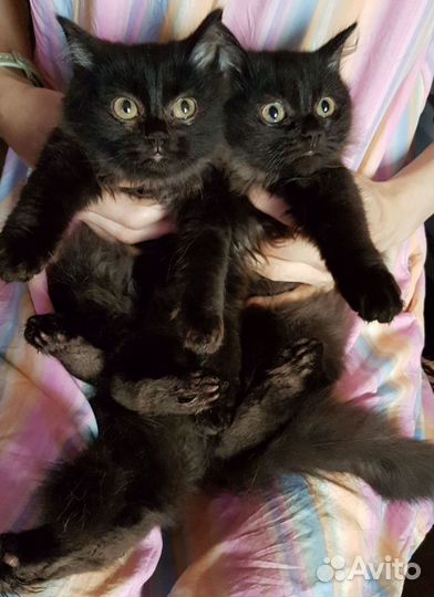 Котята шоколадный дым