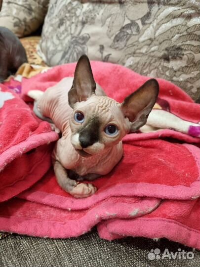 Канадский сфинкс