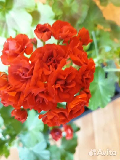 Пеларгония герань сортовая