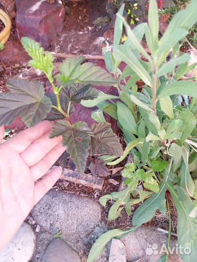 Пузыреплодник