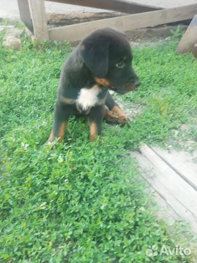 Охотничьи щенки