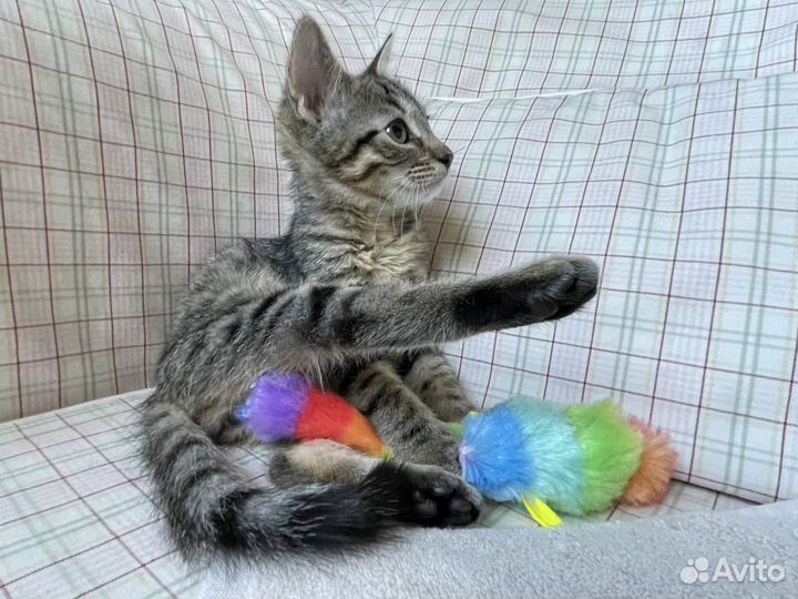 Котенок ищет дом