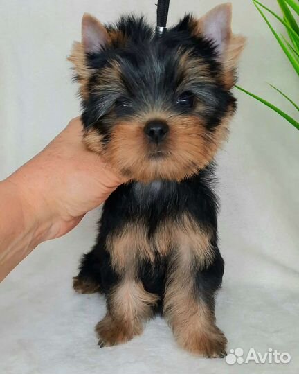 Йорк мини кобель