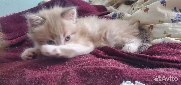 Сиамские котята