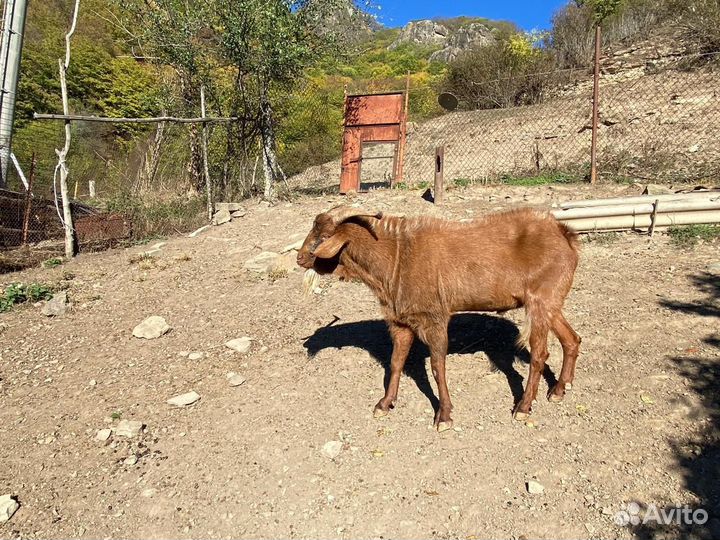 Нубийский козел