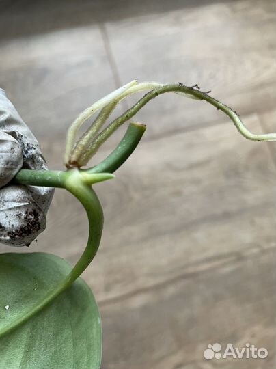 Сциндапсус