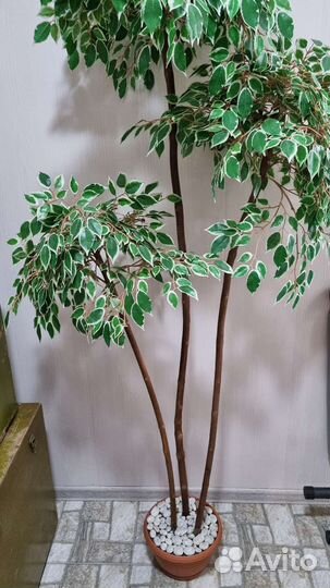 Фикус бенджамина