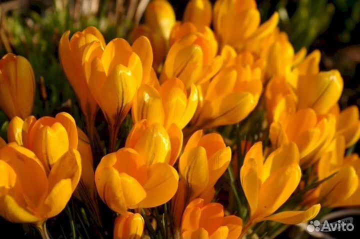 Луковицы крокусов крупные можно почтой