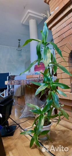 Золотой ус или каллизия душистая