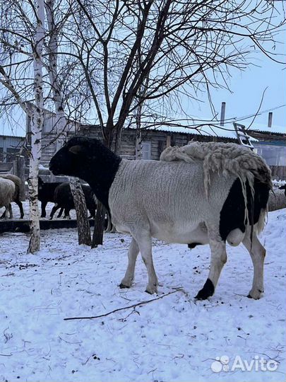 Баран - 3 года, ярочки - 6 мес