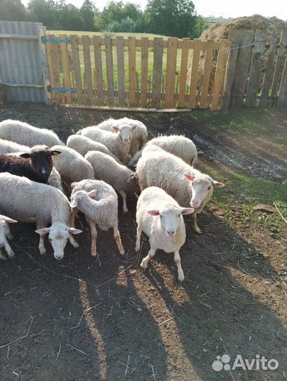 Овцы бараны ягнята оптом