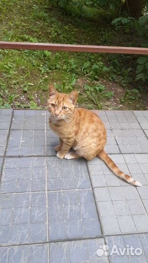 Рыжулька в хорошие ручки