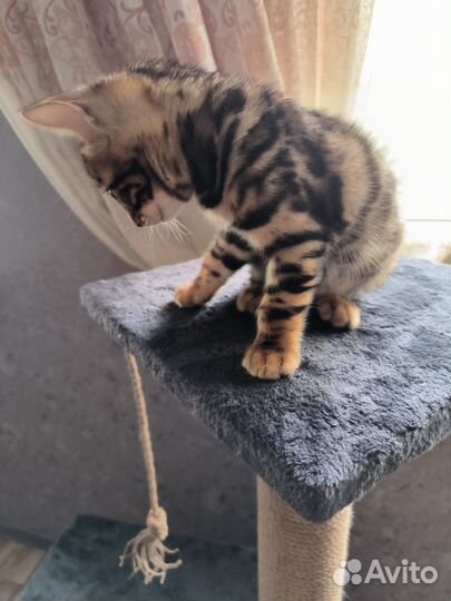 Бенгальские котята