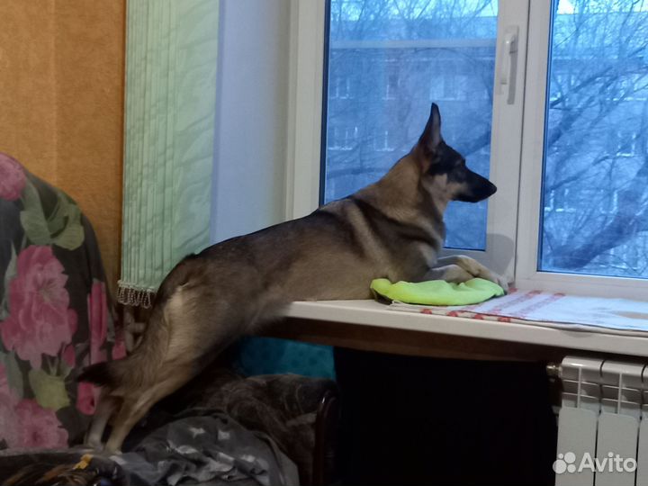 Собака в добрые руки