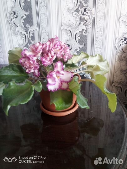 Детки сортовых фиалок
