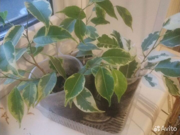 Фикус бенджамина