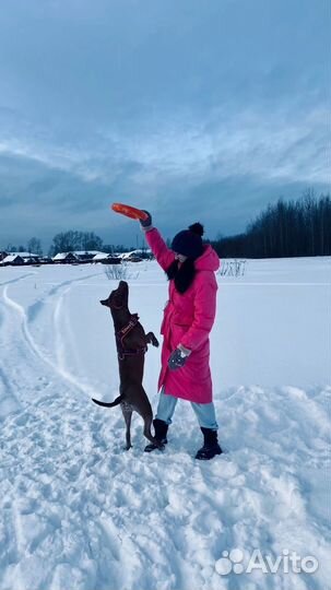 Питбуль вязка