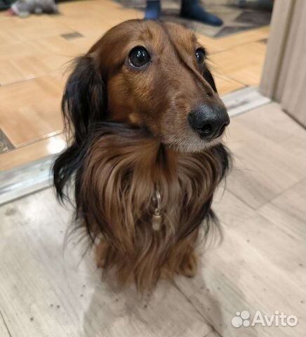 Длинношерстная такса вязка, мальчик. зовут Чейз