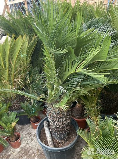 Цикас, саговник