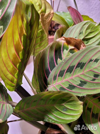 Маранта триколор