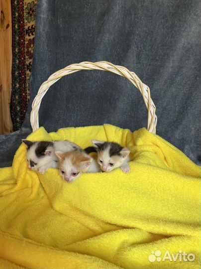 Котята в добрые руки бесплатно