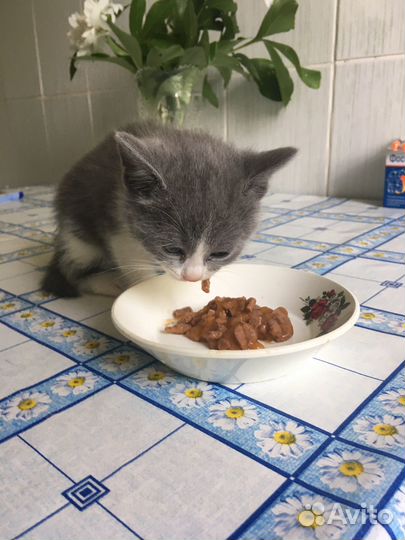 Котята
