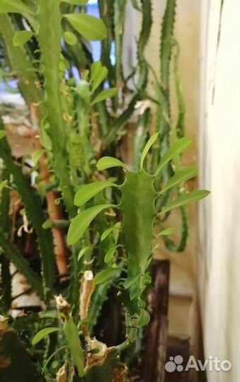 Молочай трехгранный и суккуленты