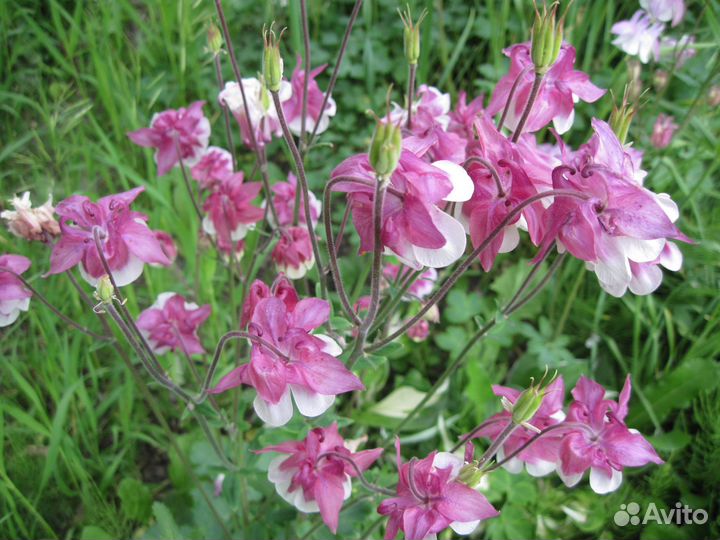 Многолетние растения 2