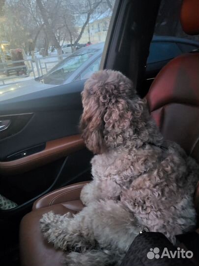 Первая вязка (без документов)