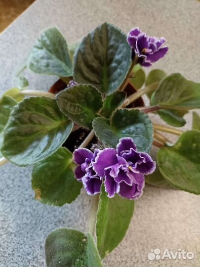 Глоксиния цветущая